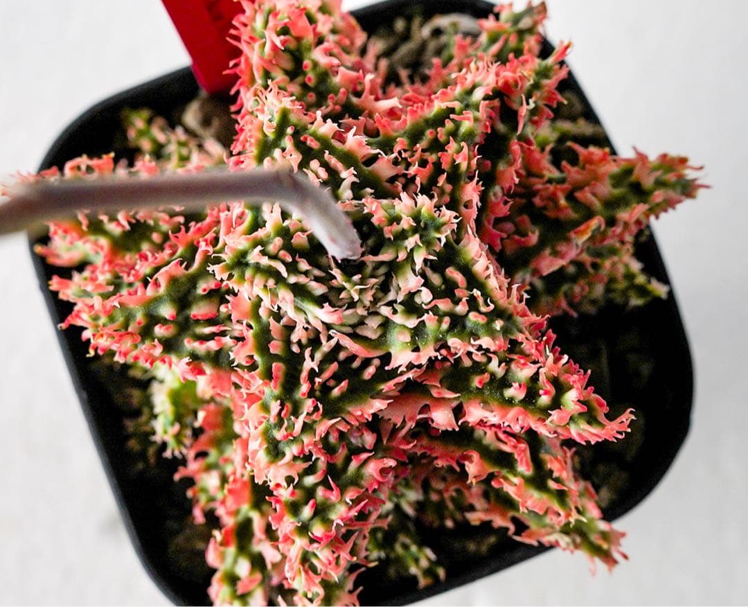 天*無様 アロエハイブリッド TCT 燎 | 激安通販のイーサプライ