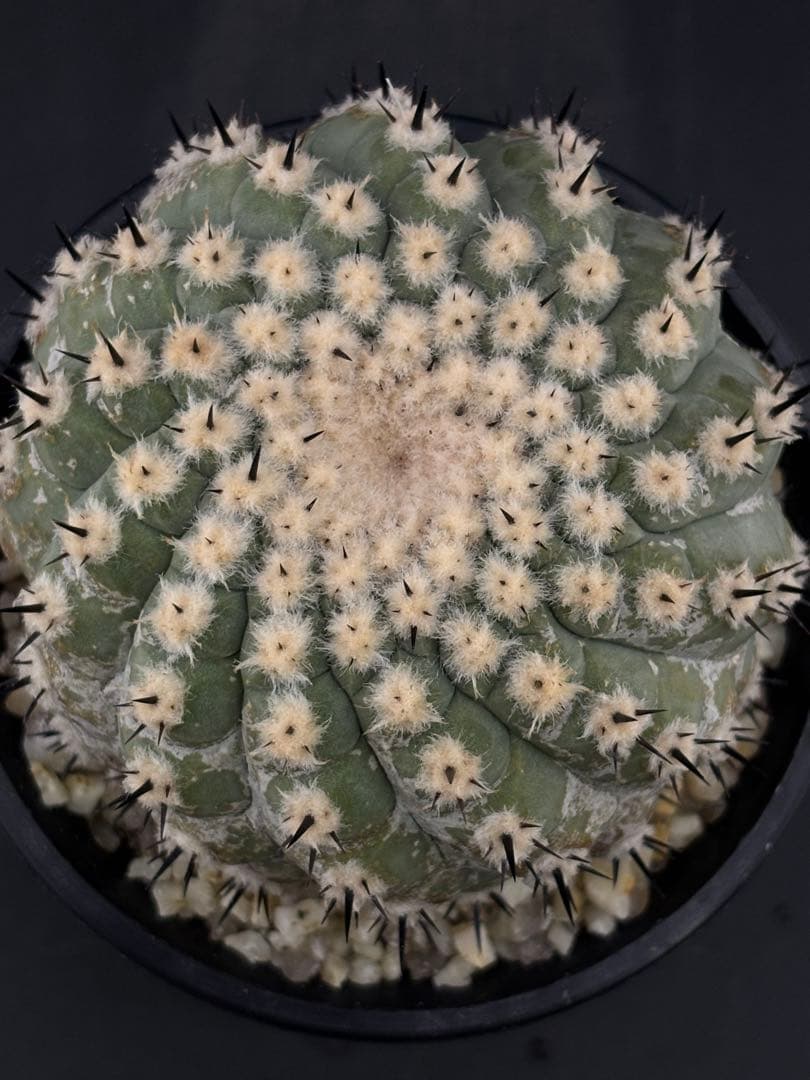 短刺螺旋 黒王丸 コピアポア 台付 - メルカリ