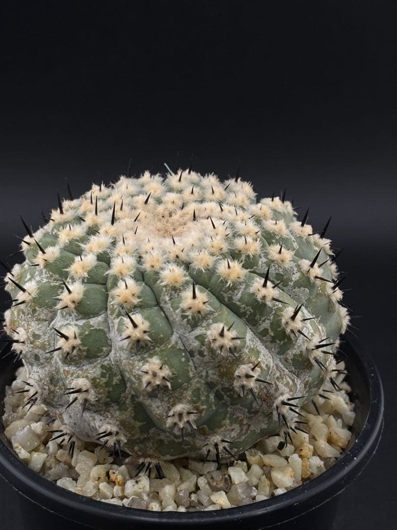 短刺螺旋 黒王丸 コピアポア 台付 - メルカリ