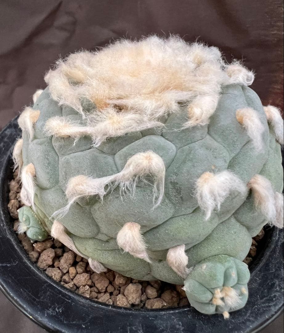 サボテン ロホホラ 疣銀冠玉 カキコ自根 - メルカリ