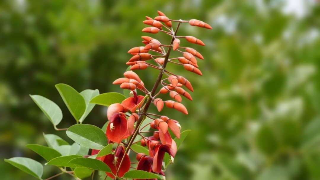 レンズ(ズーム) Sony E 18-135mm f3.5-5.6 OSS SEL18135