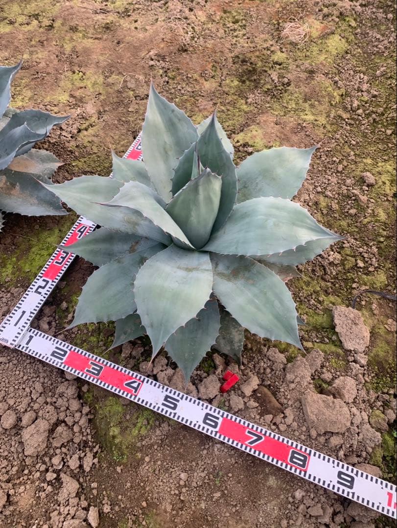 アガベ　オバティフォリア 実生　2
