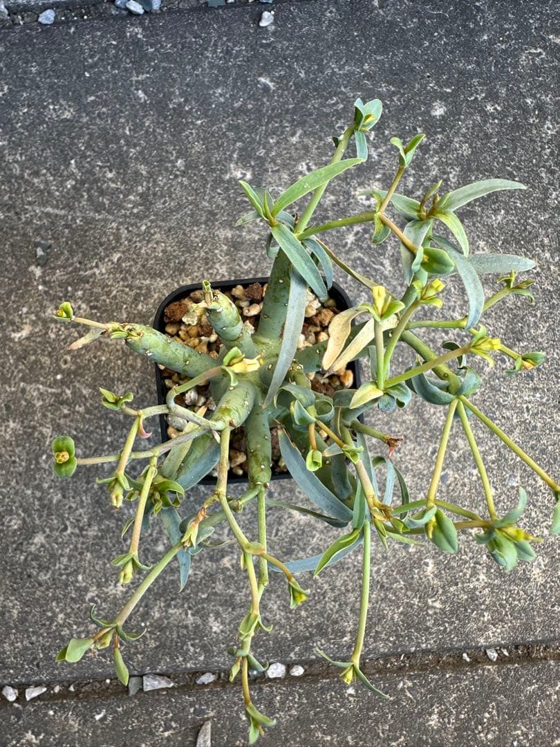 ユーフォルビア エチュベルクローサ 実生 (開花済み)