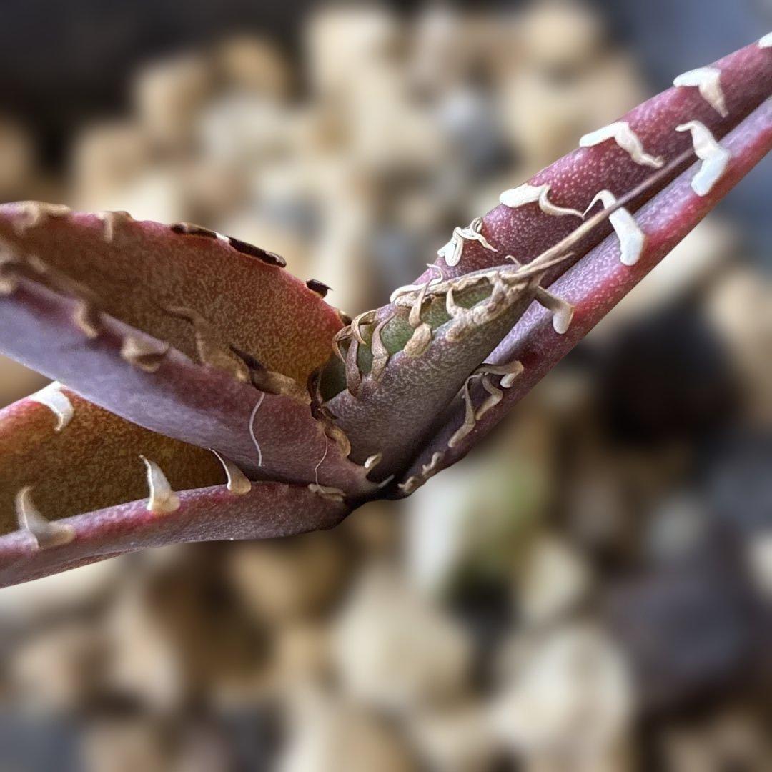 41 アガベ 青葉 オテロイ実生 選抜 チタノタ オアハカ ブルー - メルカリ