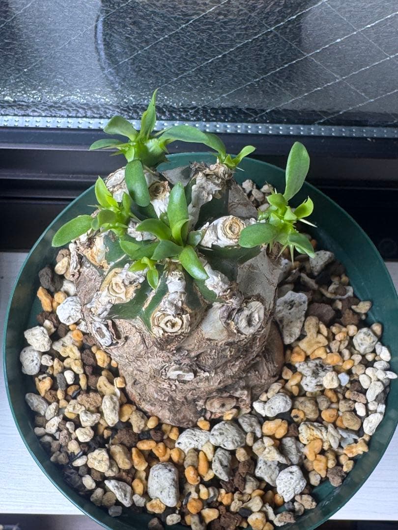 極美】ユーフォルビア ムランジーナ 厳選株 発根済芽吹きあり