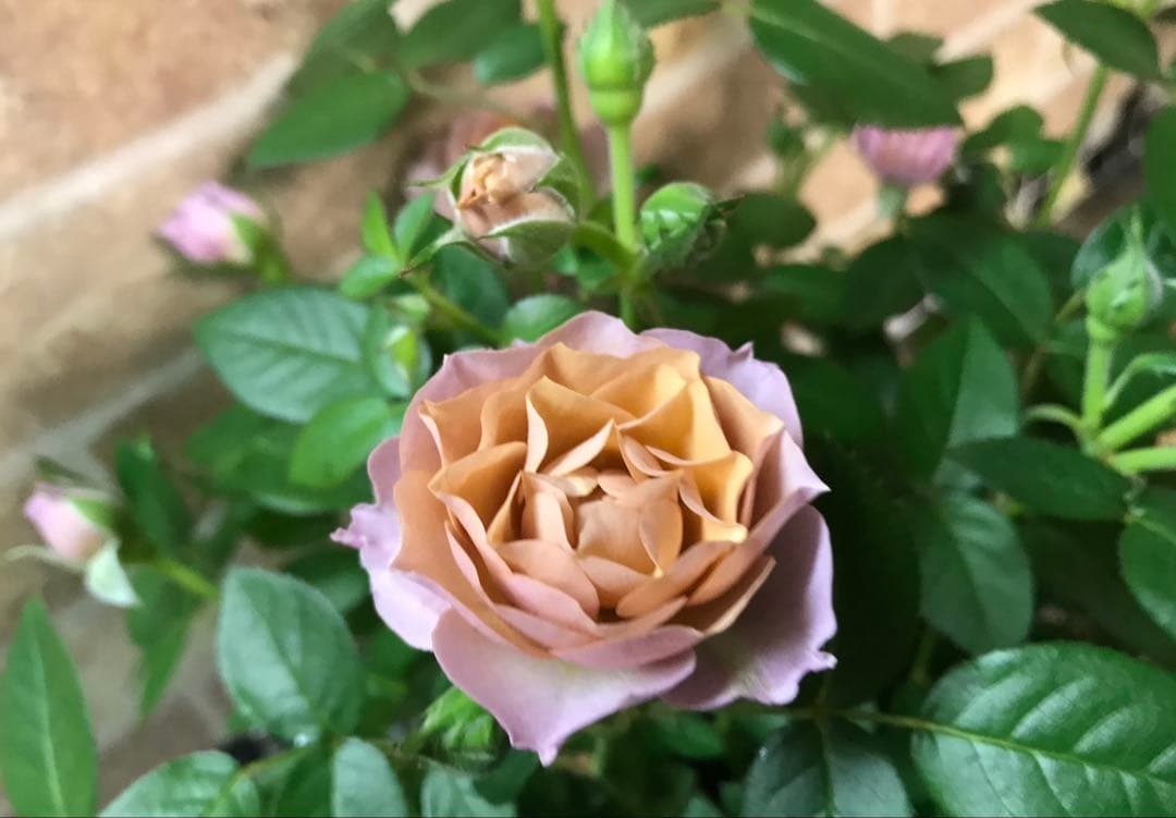 ⭐️レア品種⭐️四季咲きミニバラ カーナハニーゴールド (メルカリ便