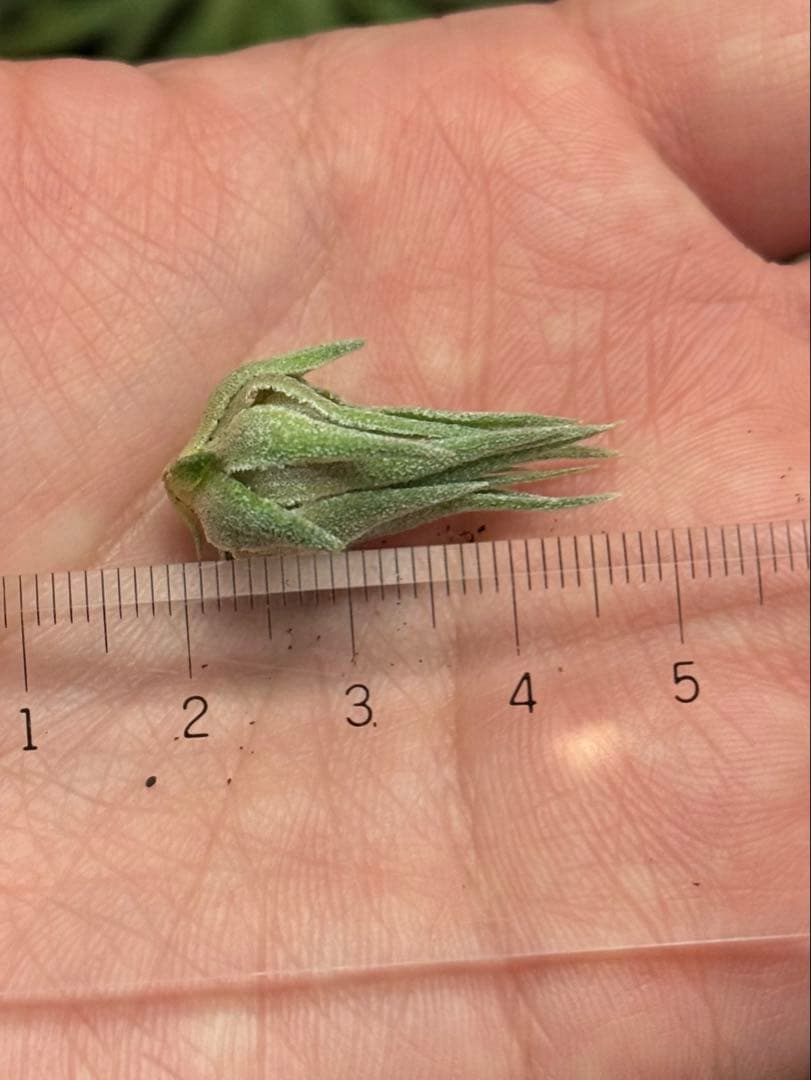 ブロメリア・エアープランツ Tillandsia sprengeliana coastal form