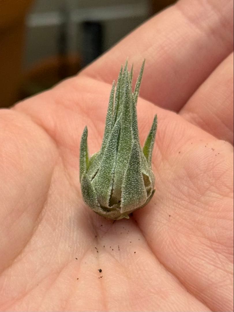 ブロメリア・エアープランツ Tillandsia sprengeliana coastal form