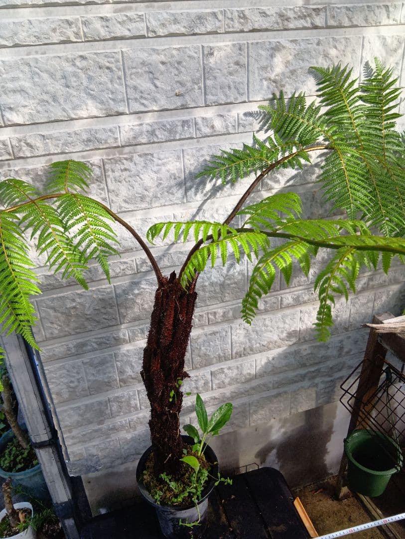 ヘゴ 超特大株 シダ植物 Cyathea ヘゴ 超特大株 シダ植物 Cyathea｜ヘゴ