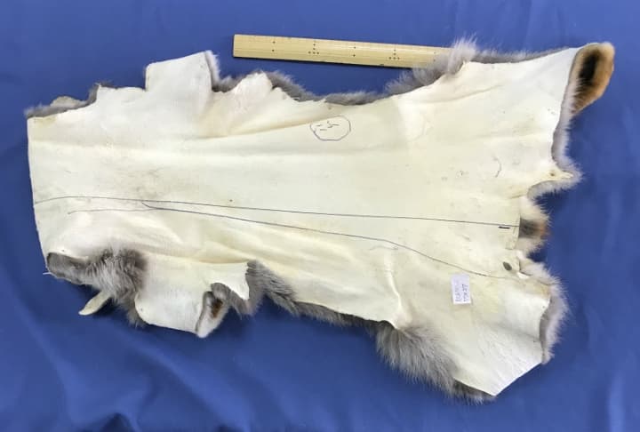 ろく様107【毛皮】赤狐処分No2、顔、脚、尾