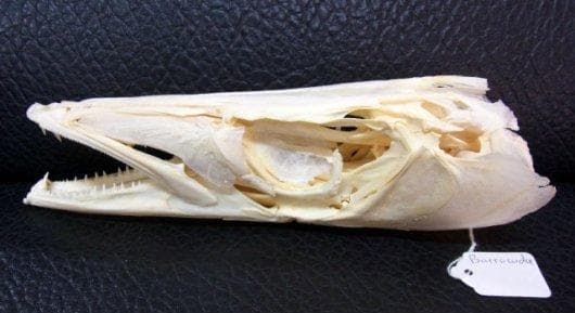レア！オニカマス（バラクーダ）頭骨
