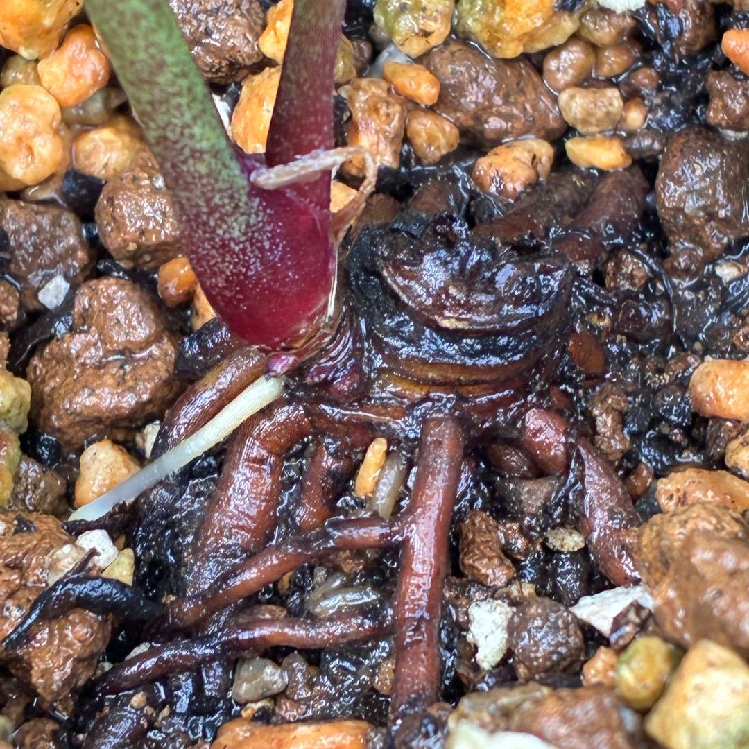 i*u様 ☘️NEW☘️開花株❤️根充実❤️新葉❤️3284⭐️直筆(入荷時)”