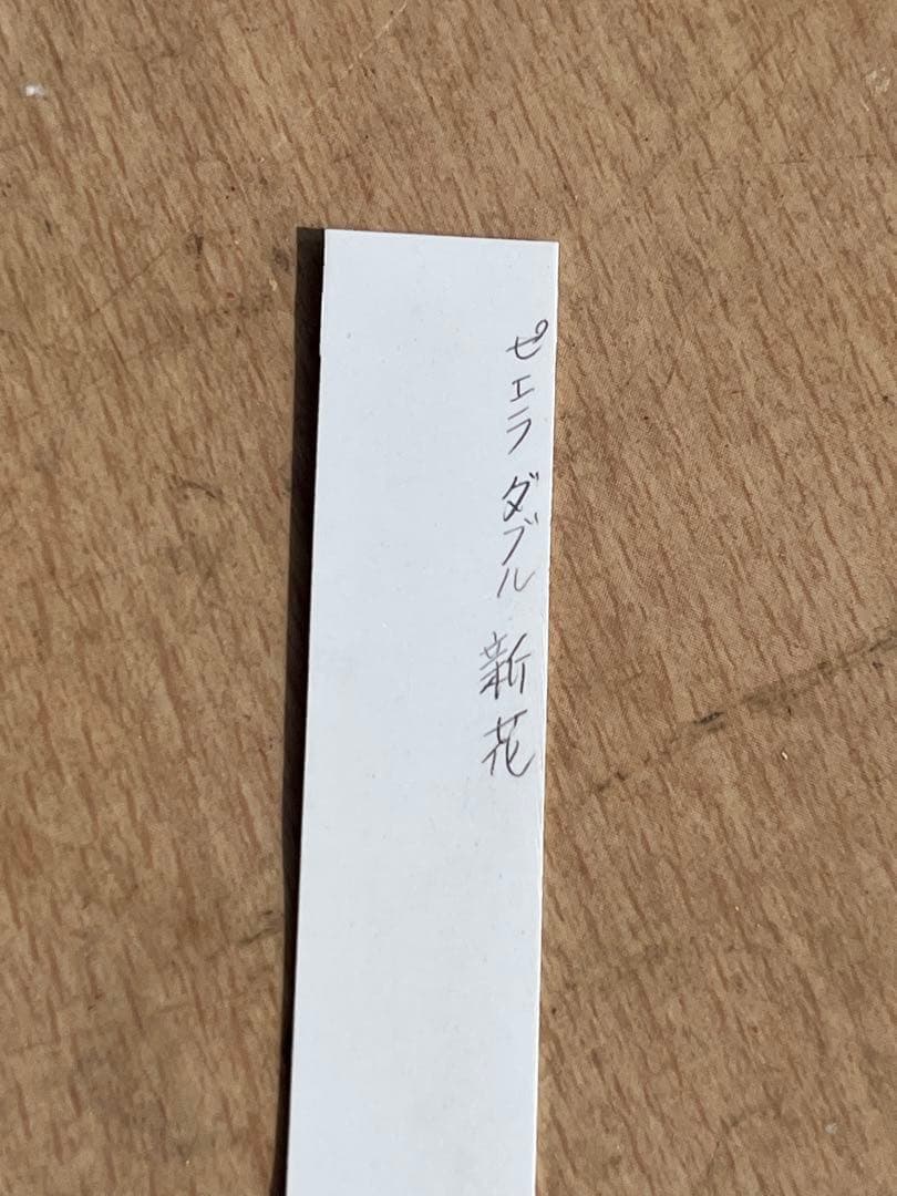 i*u様 ☘️NEW☘️開花株❤️根充実❤️新葉❤️3284⭐️直筆(入荷時)”