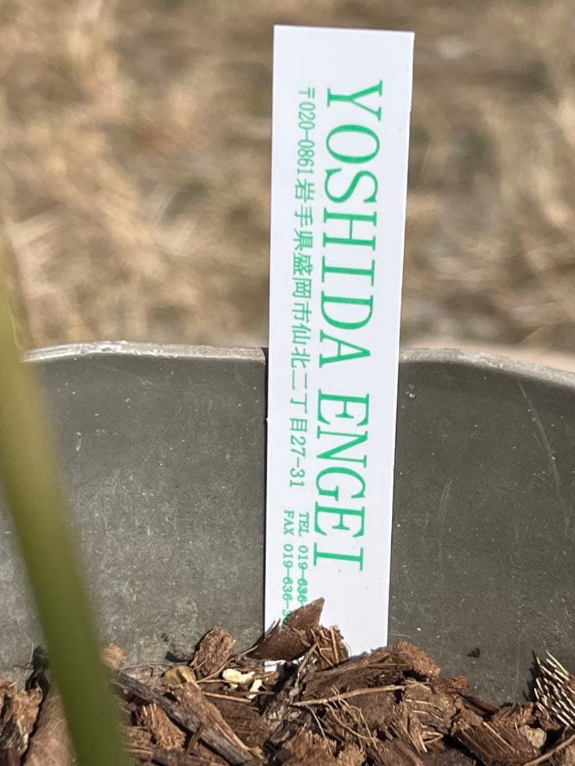 i*u様 ☘️NEW☘️開花株❤️根充実❤️新葉❤️3284⭐️直筆(入荷時)”