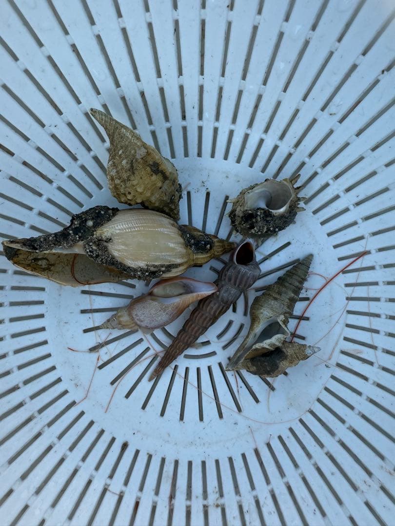 貝　まとめ売り