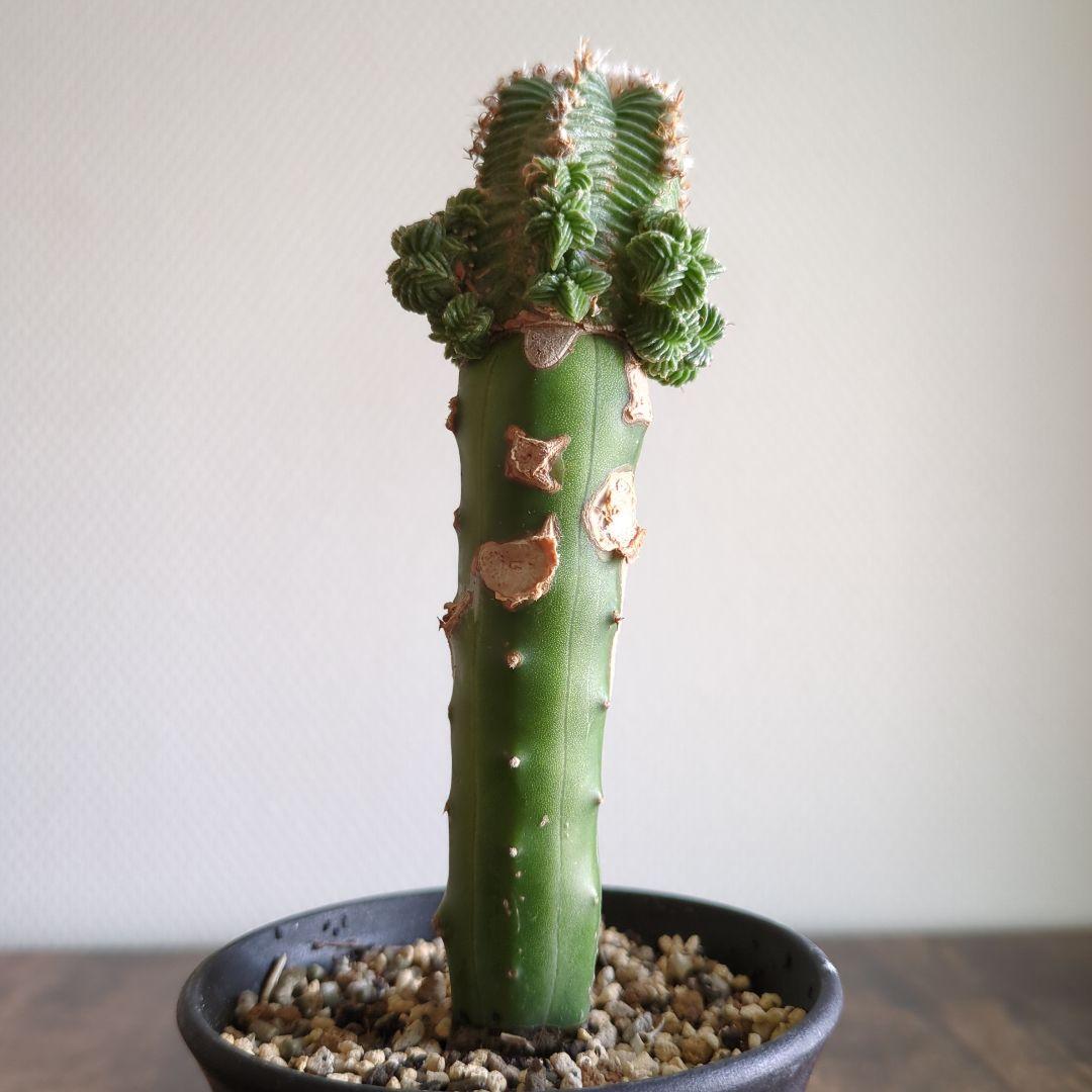 アズテキウム　紅籠　接ぎ木苗