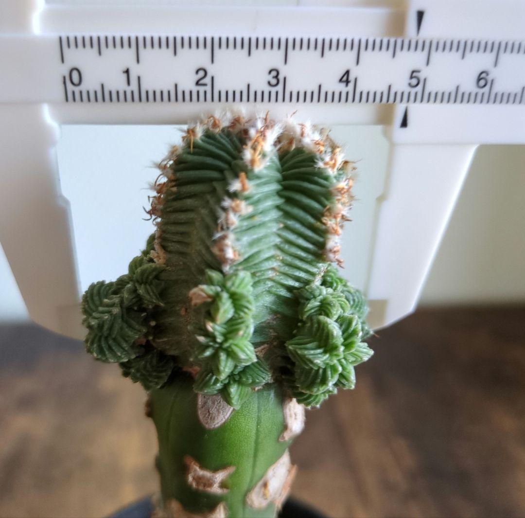 アズテキウム　紅籠　接ぎ木苗