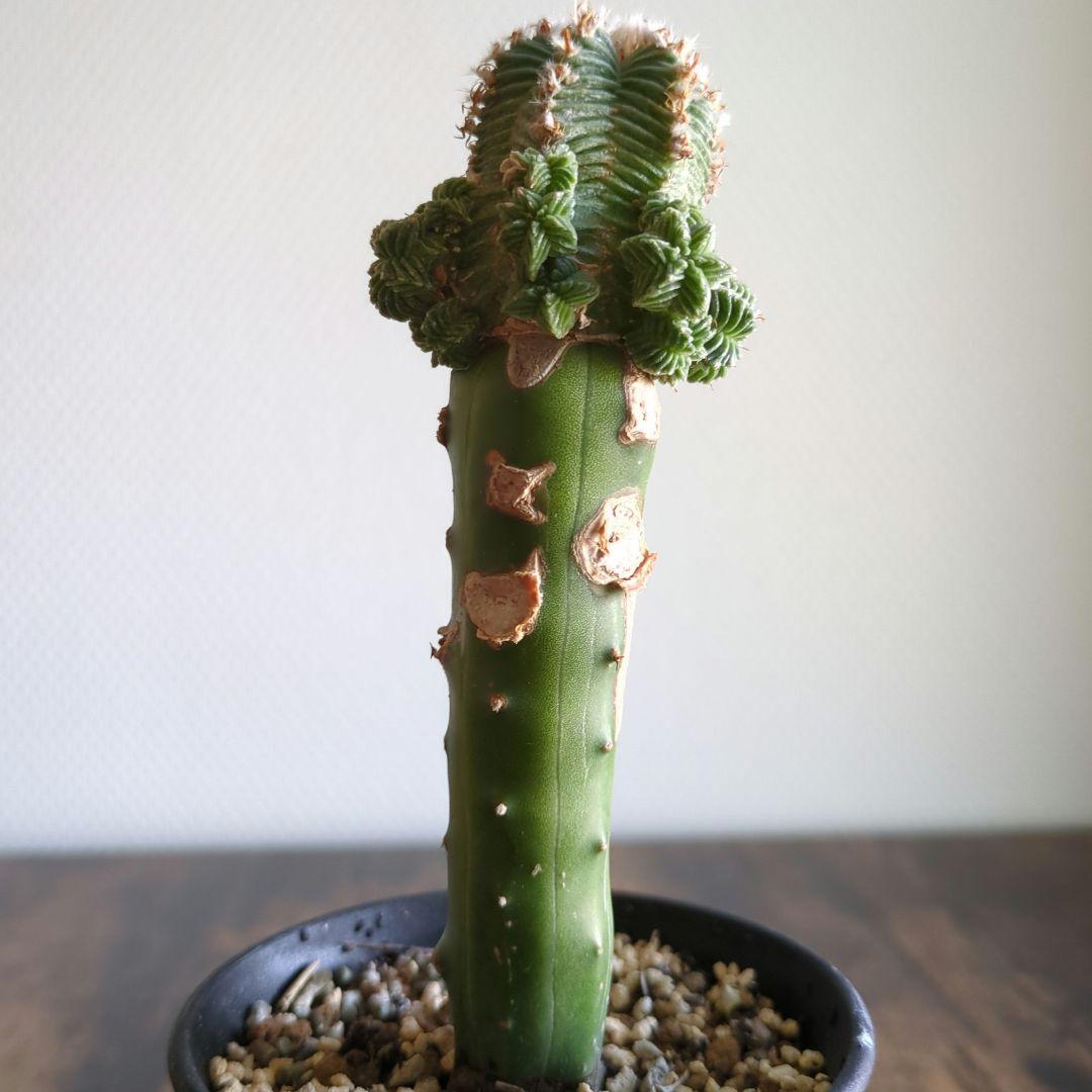 アズテキウム　紅籠　接ぎ木苗