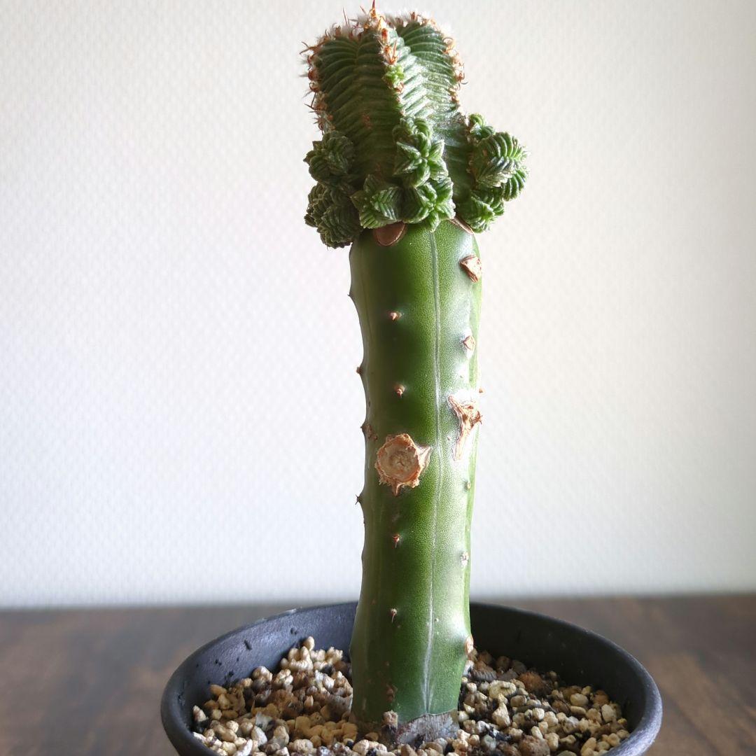 アズテキウム　紅籠　接ぎ木苗