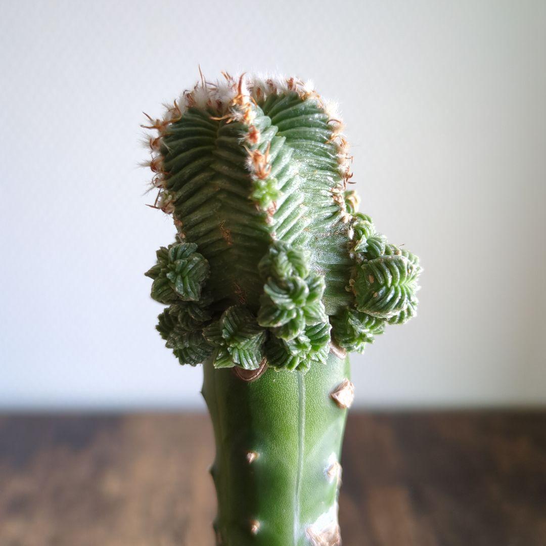 アズテキウム　紅籠　接ぎ木苗