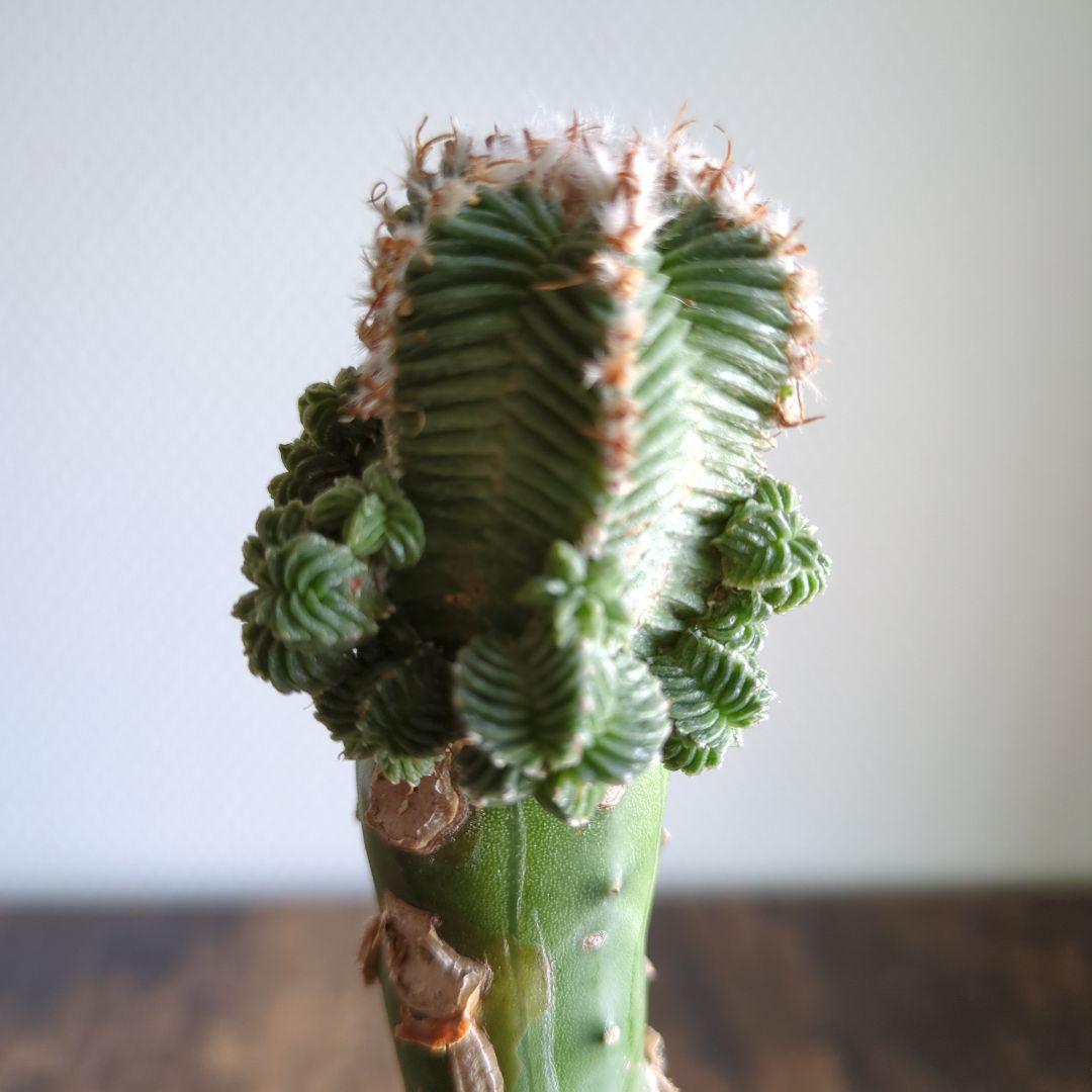 アズテキウム　紅籠　接ぎ木苗