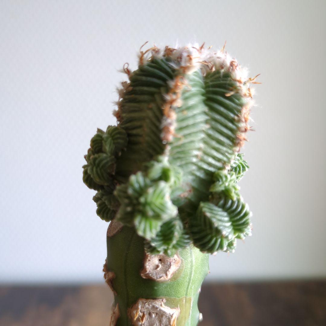 アズテキウム　紅籠　接ぎ木苗