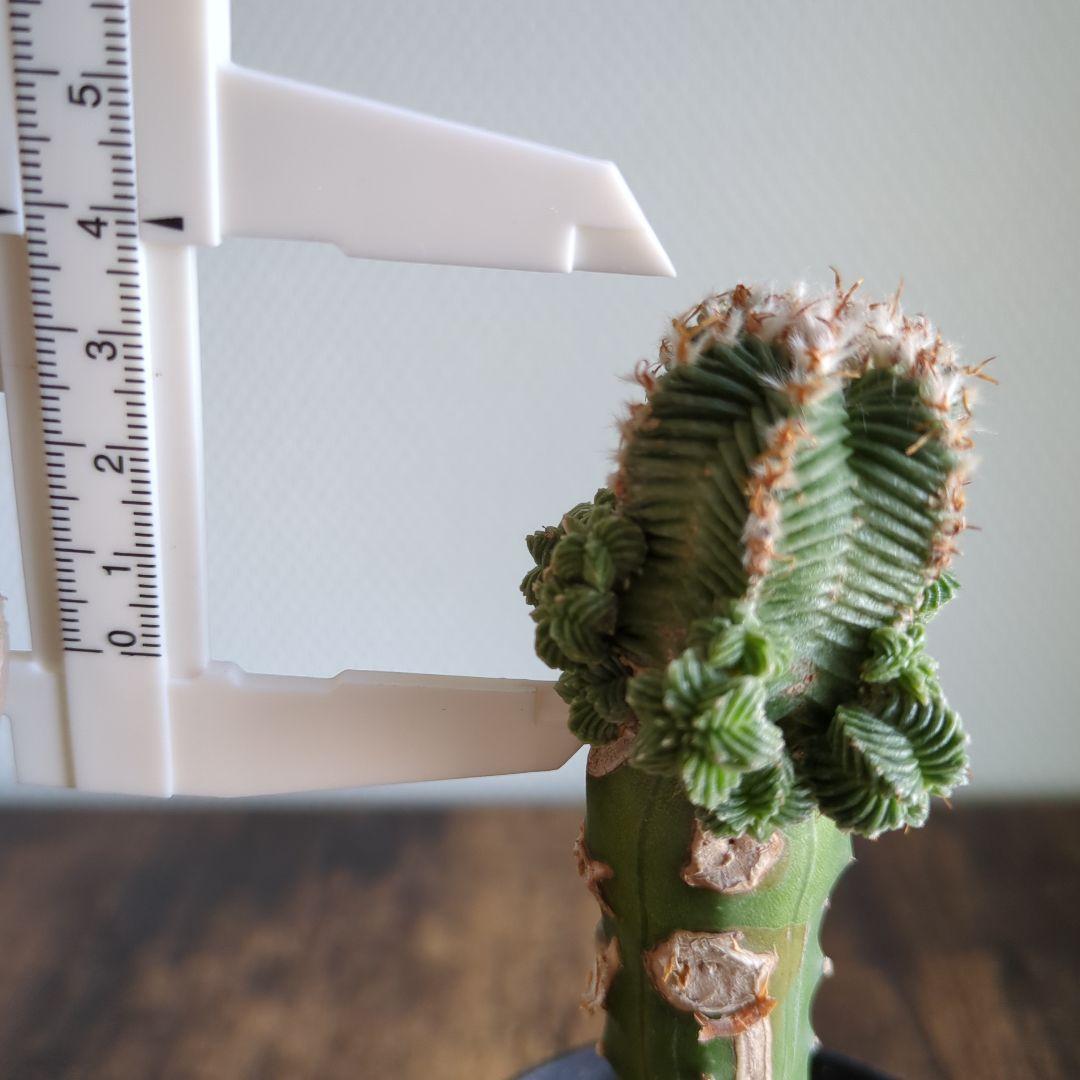 アズテキウム　紅籠　接ぎ木苗