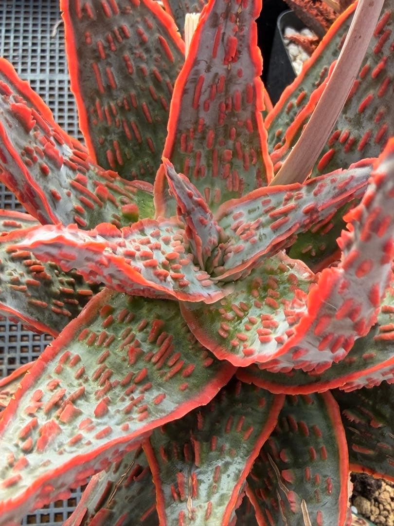 アロエ　ハイブリッド　“Hellfire”Aloe 第四種　Newyear-7