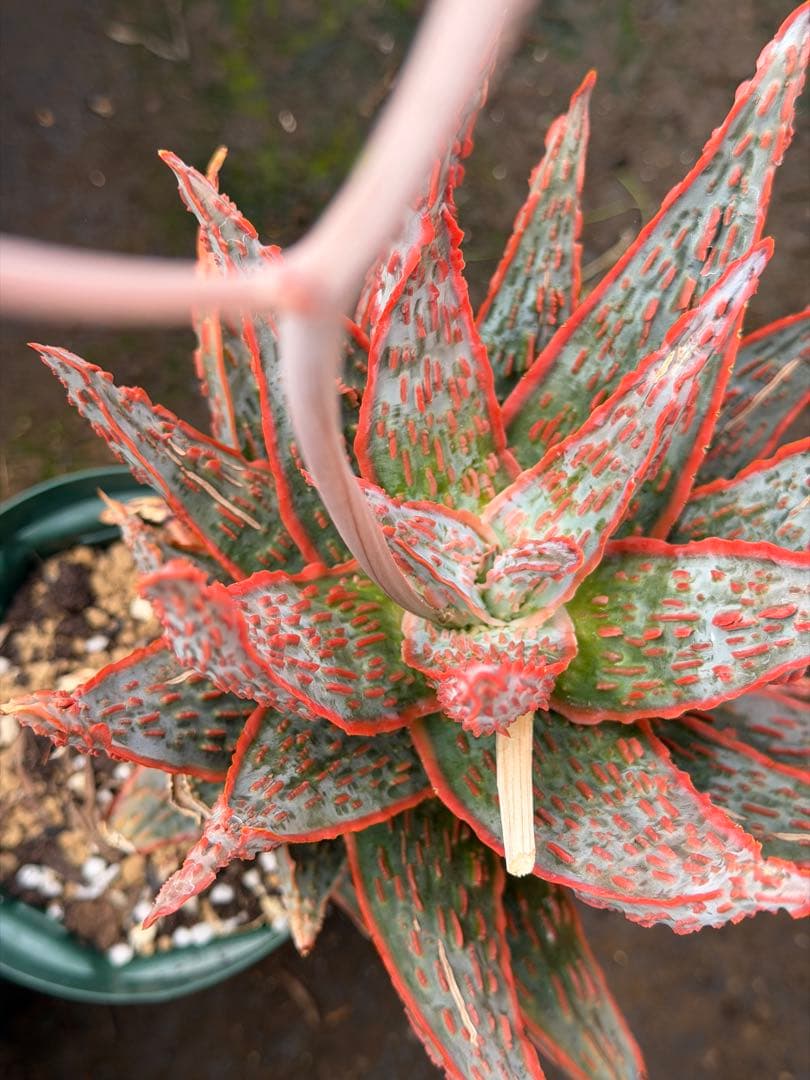 アロエ　ハイブリッド　“Hellfire”Aloe 第四種　Newyear-7