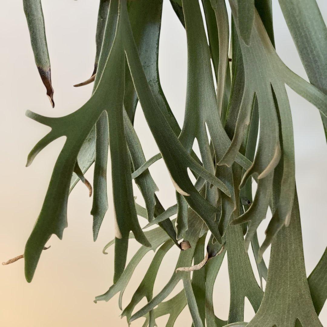 ビカクシダ ウィリンキー Gn.Aropuro - メルカリ