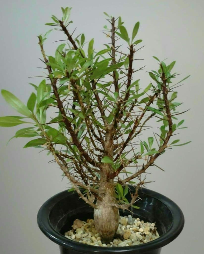 フォークイエリア プルプシー Fouquieria purpusii 美株