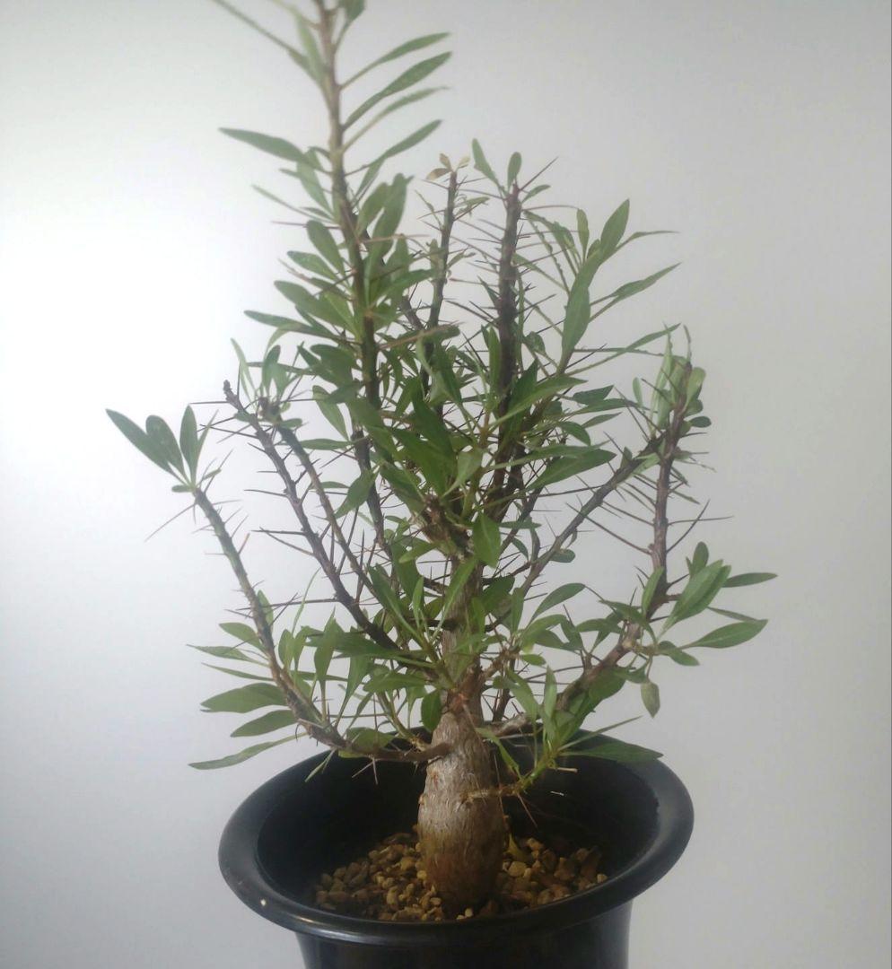 フォークイエリア プルプシー Fouquieria purpusii 美株