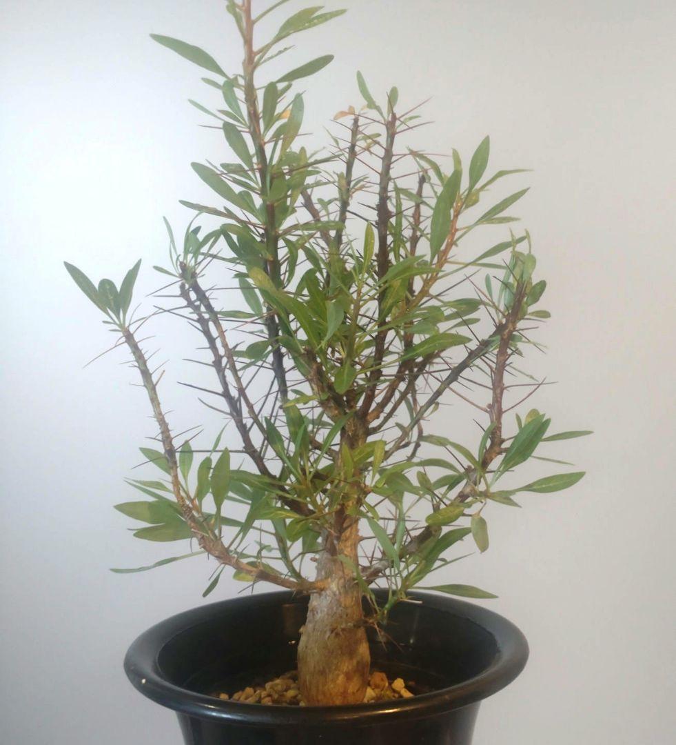 フォークイエリア プルプシー Fouquieria purpusii 美株