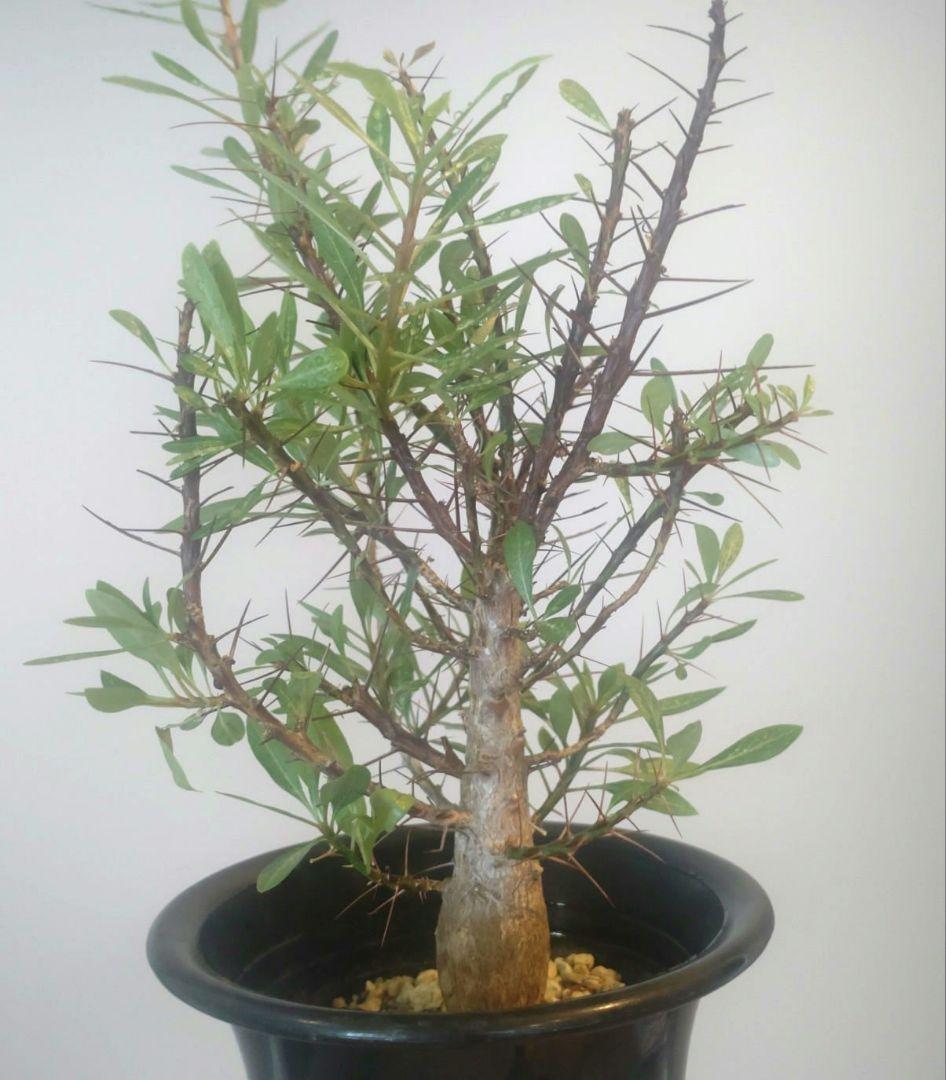 フォークイエリア プルプシー Fouquieria purpusii 美株