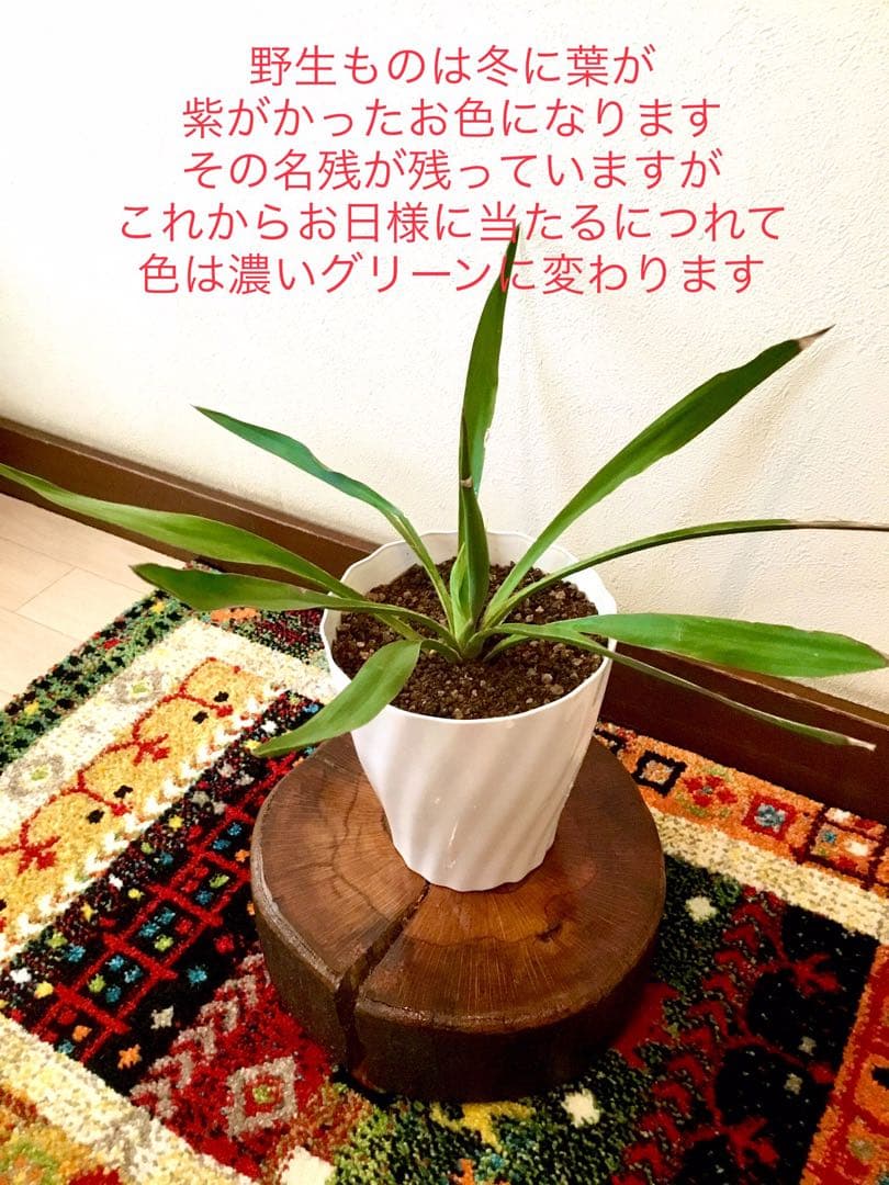 完売　発根済み超優良株＊根は頑丈で巨大【ユッカ グロリオサ/アツバキミガヨラン】