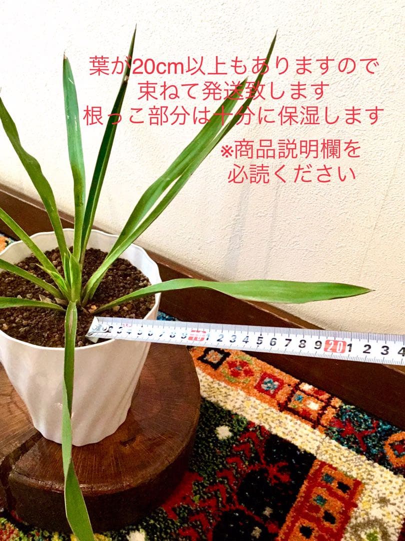 完売　発根済み超優良株＊根は頑丈で巨大【ユッカ グロリオサ/アツバキミガヨラン】