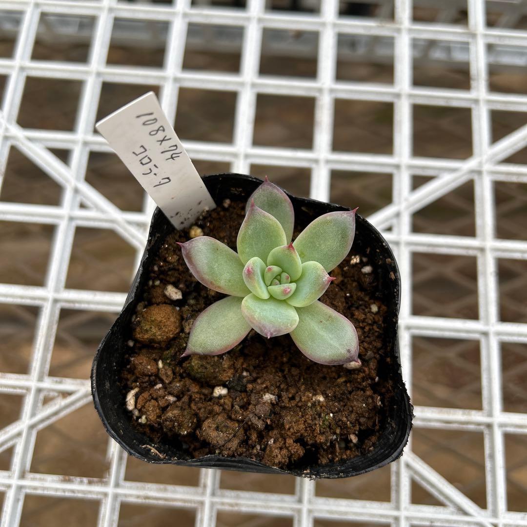 108×74コロラータ (臼田リンゼアナ×コロラータルーフ) - メルカリ