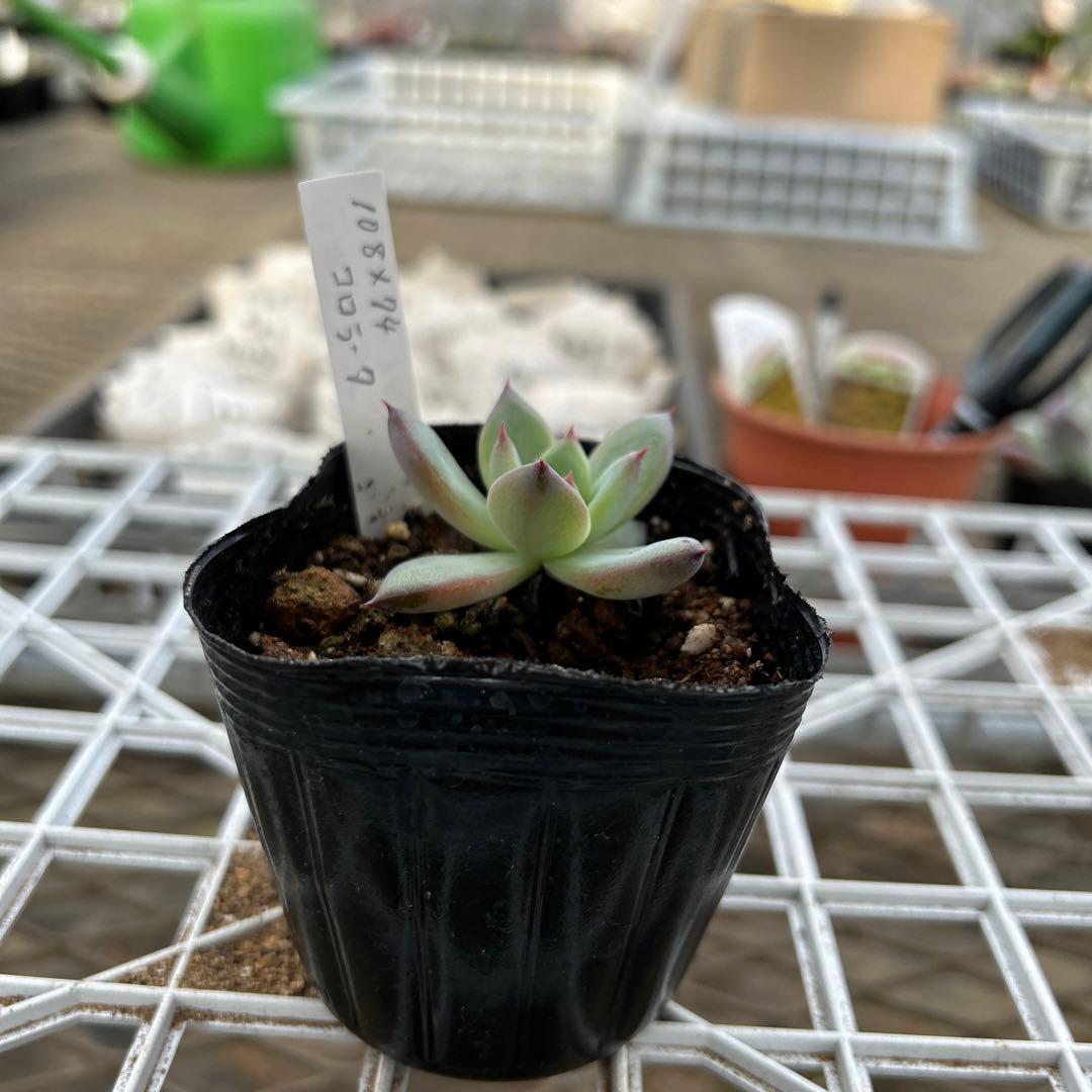 108×74コロラータ (臼田リンゼアナ×コロラータルーフ) - メルカリ