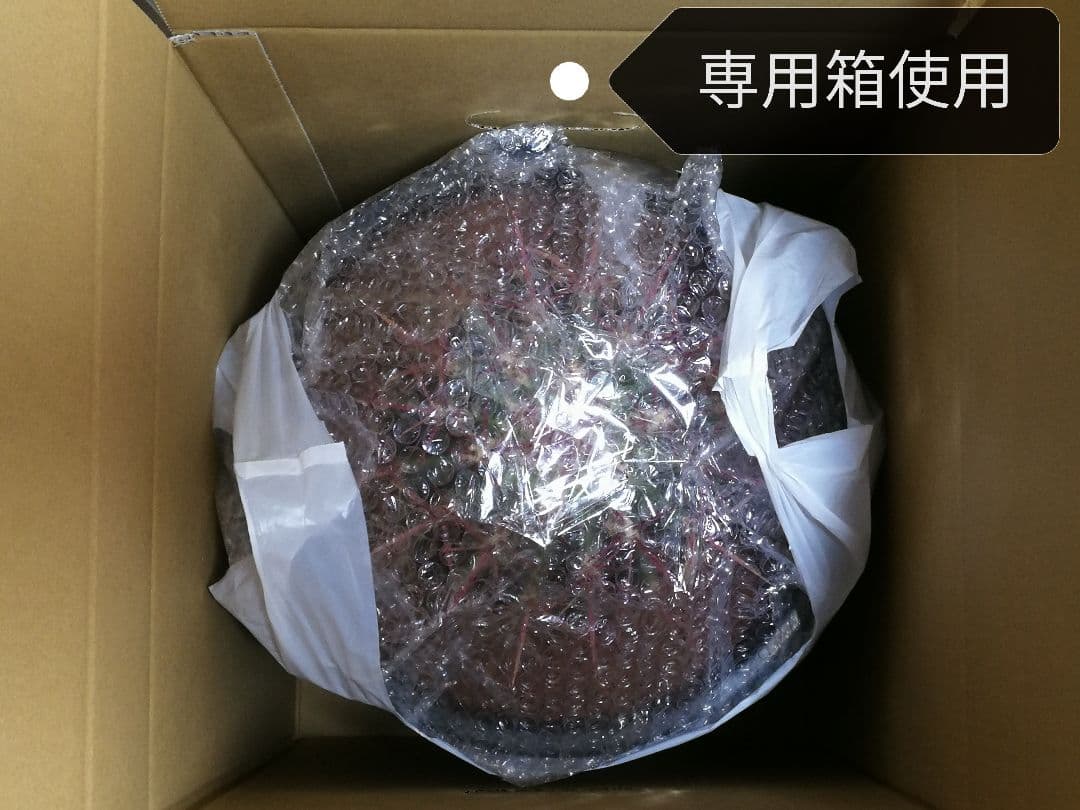 どんページ　フェロカクタス 赤鳳 セキホウ 8号 とオプション２