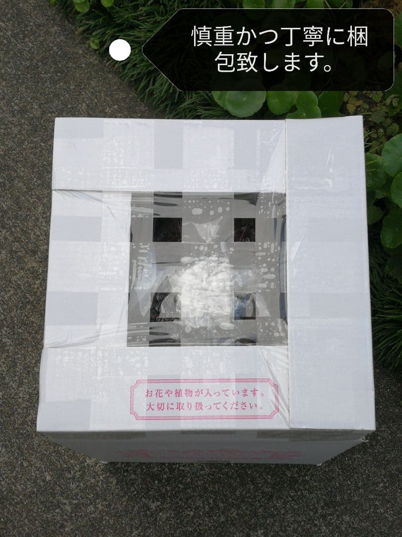 どんページ　フェロカクタス 赤鳳 セキホウ 8号 とオプション２