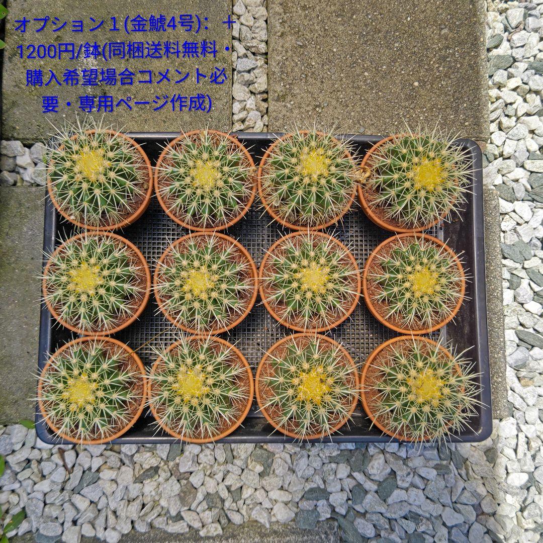 どんページ　フェロカクタス 赤鳳 セキホウ 8号 とオプション２