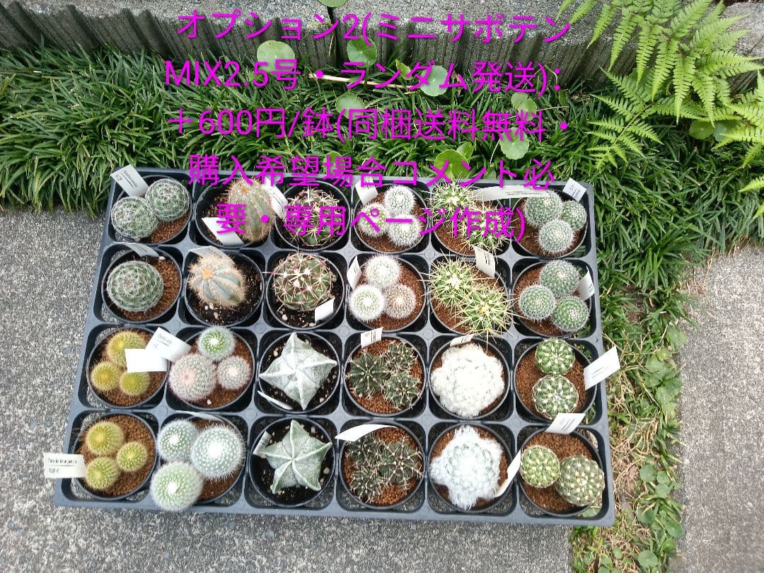 どんページ　フェロカクタス 赤鳳 セキホウ 8号 とオプション２