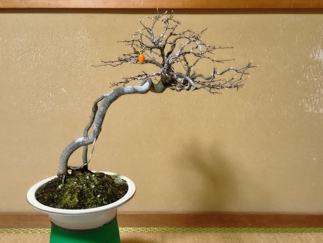 展示会出品可能‼️老爺柿盆栽‼️ ‼️再値下げ‼️ - メルカリ