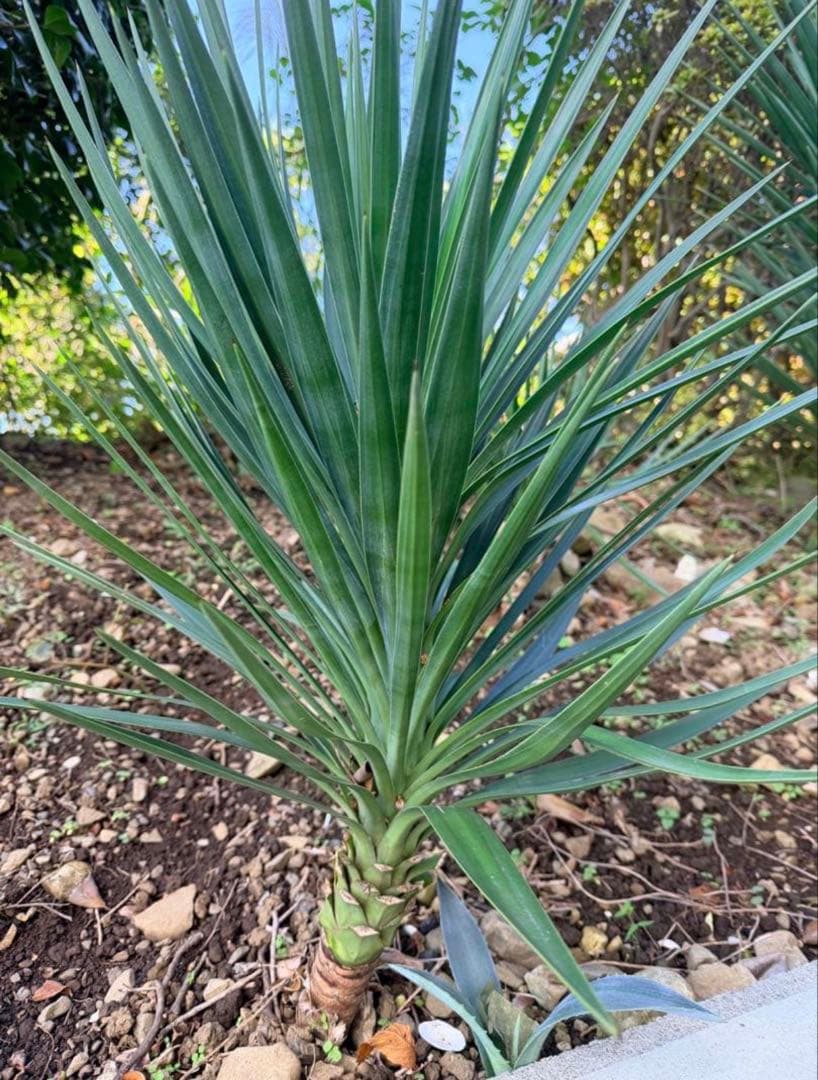 asamiさん専用　年末限定　ユッカ　アロイフォリア２本　送料込み