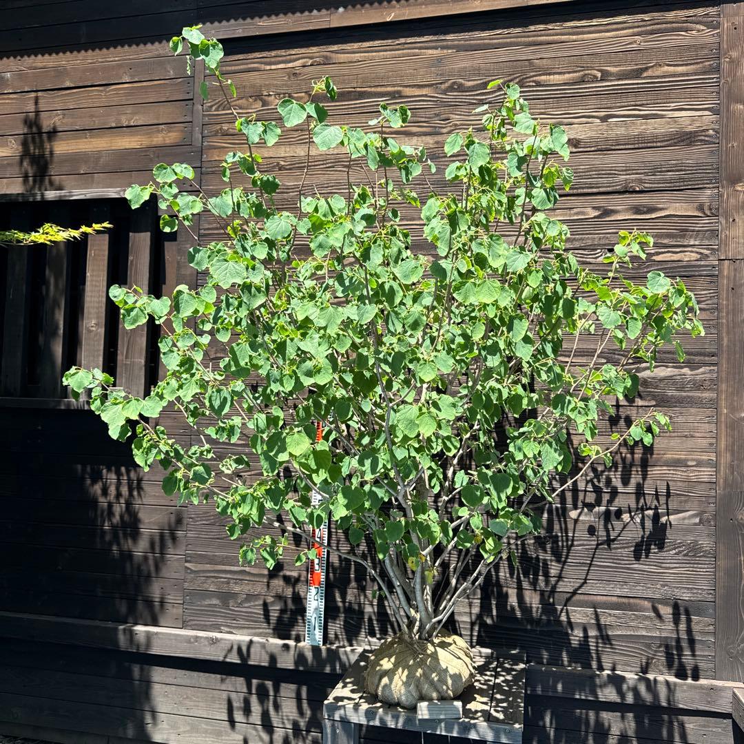 Becane（ベカーヌ ） 収穫確認済み イチジク苗