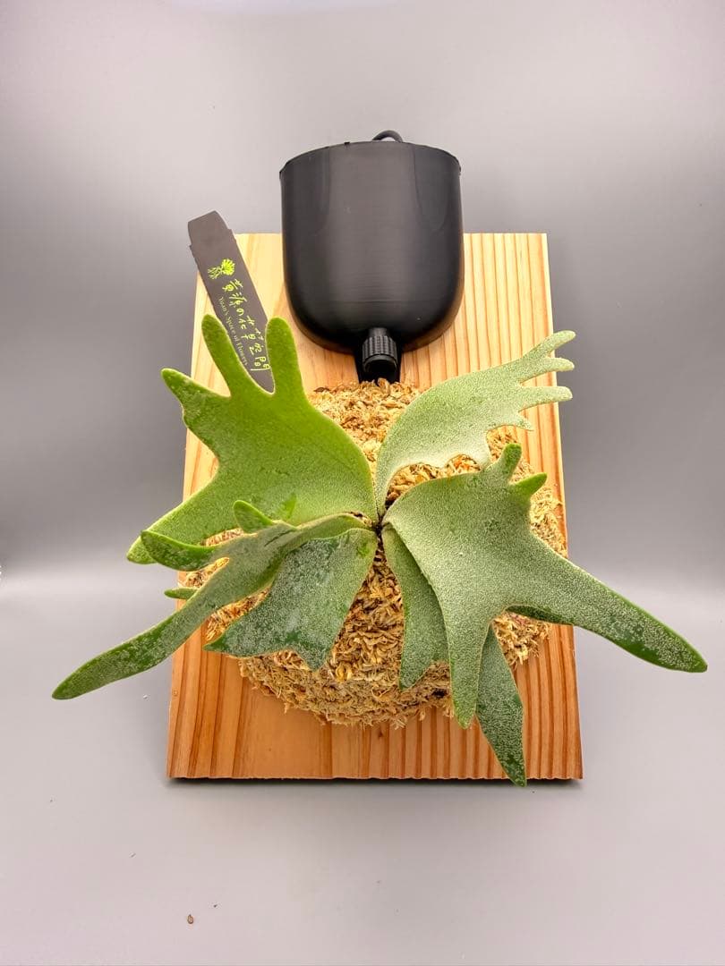 ビカクシダwillinckii Golden Boy spore金童ドワーフ特選 - メルカリ