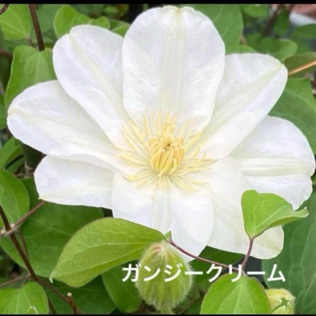 クレマチス 挿し穂 6本セットネコポス便発送