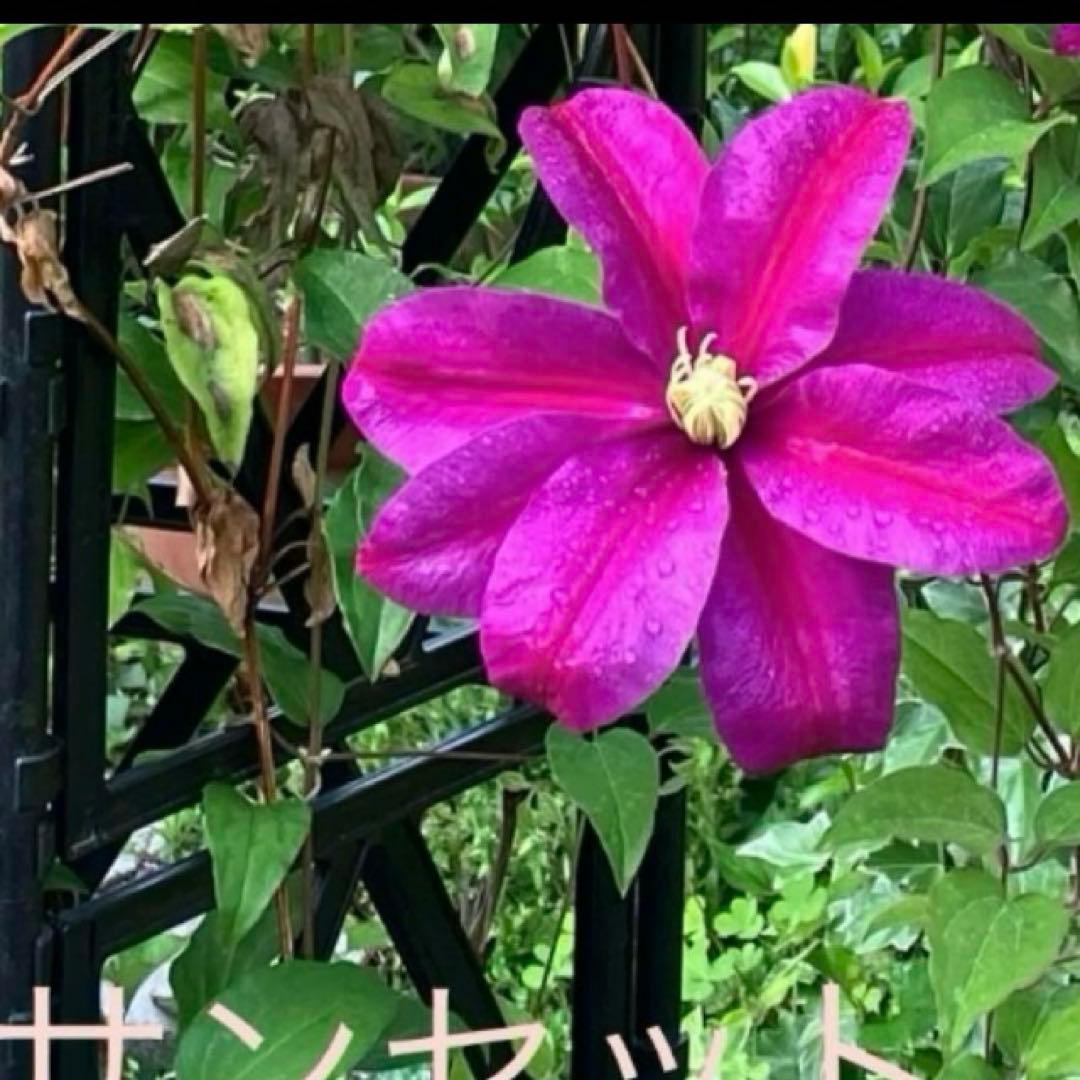 クレマチス 挿し穂 6本セットネコポス便発送