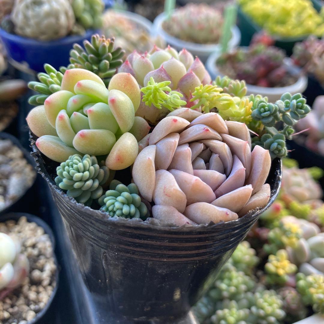 多肉植物 寄せ植えセットd カット苗 - メルカリ