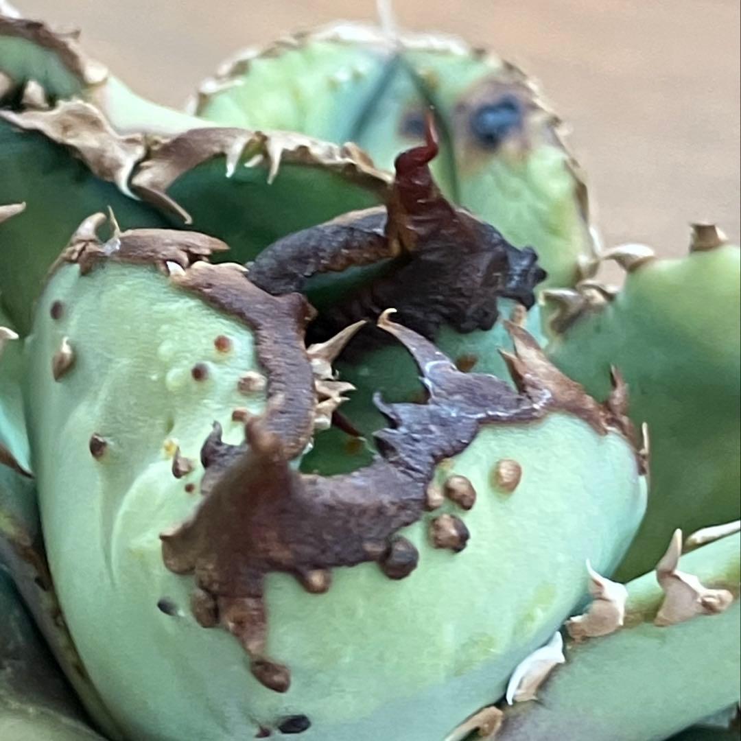 【クリスマスセール】♯29 超選抜　太棘　ぶつぶつだらけ　アガベ　鰐亀　TC